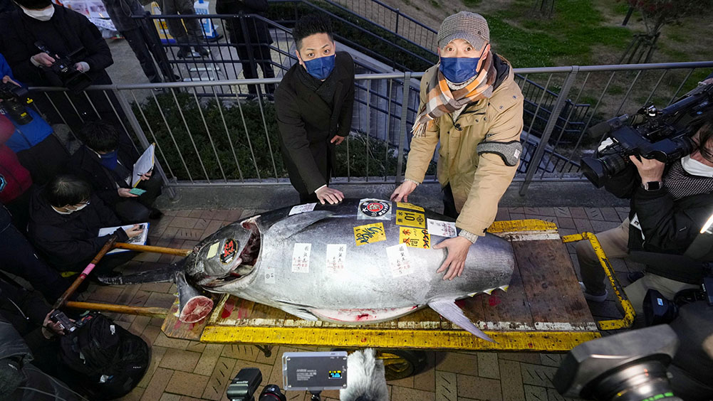 東京都內一家壽司店與中盤商聯手，用3604萬日圓最高價標下新年第一條藍鰭吞拿魚。路透社