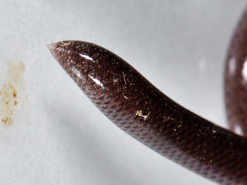 鉤盲蛇尾部仍長有「角質刺」，遇襲時可以此戳對方，保護自己。綠色力量圖片