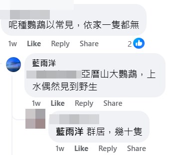 塱原飛鳥吸引網民留意。fb「香港風景攝影會」截圖