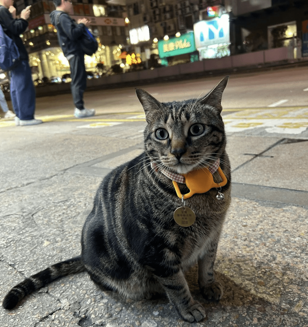 「阻B」自6個月大起已在該藥房生活，現時是區內甚有名氣的明星貓。fb@「阻B」關注組