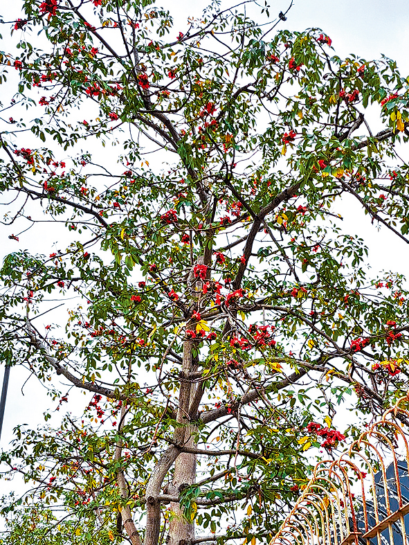 木棉花开「半红半绿」。