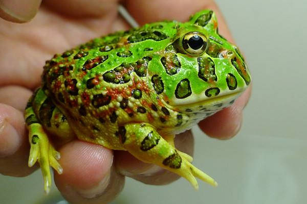 有指，內地一隻角蛙隨時炒至8,000元（下同，約8,600港元）。(互聯網)