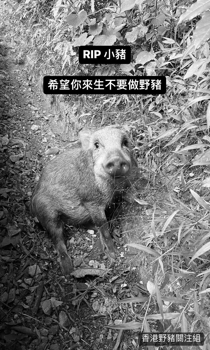受伤小野猪最终被安乐死。香港野猪关注组FB图片