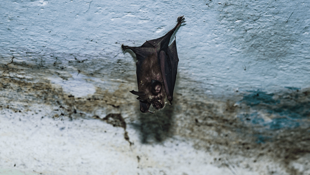 尼帕病毒屬人畜共通傳染病,自然宿主為果蝠(狐蝠屬),亦可透過受感染豬隻等中間宿主傳人。 尼帕病毒屬人畜共通傳染病,自然宿主為果蝠(狐蝠屬),亦可透過受感染豬隻等中間宿主傳人。