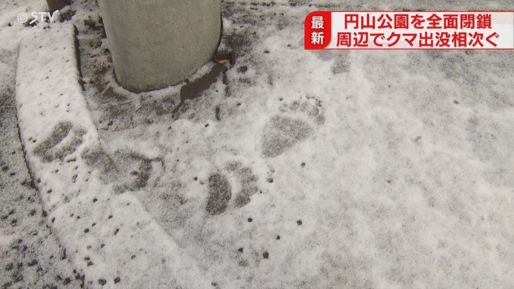 北海道札幌市中央區的圓山動物園較早前曾出現多個棕熊腳印。YouTube 北海道札幌市中央區的圓山動物園較早前曾出現多個棕熊腳印。YouTube