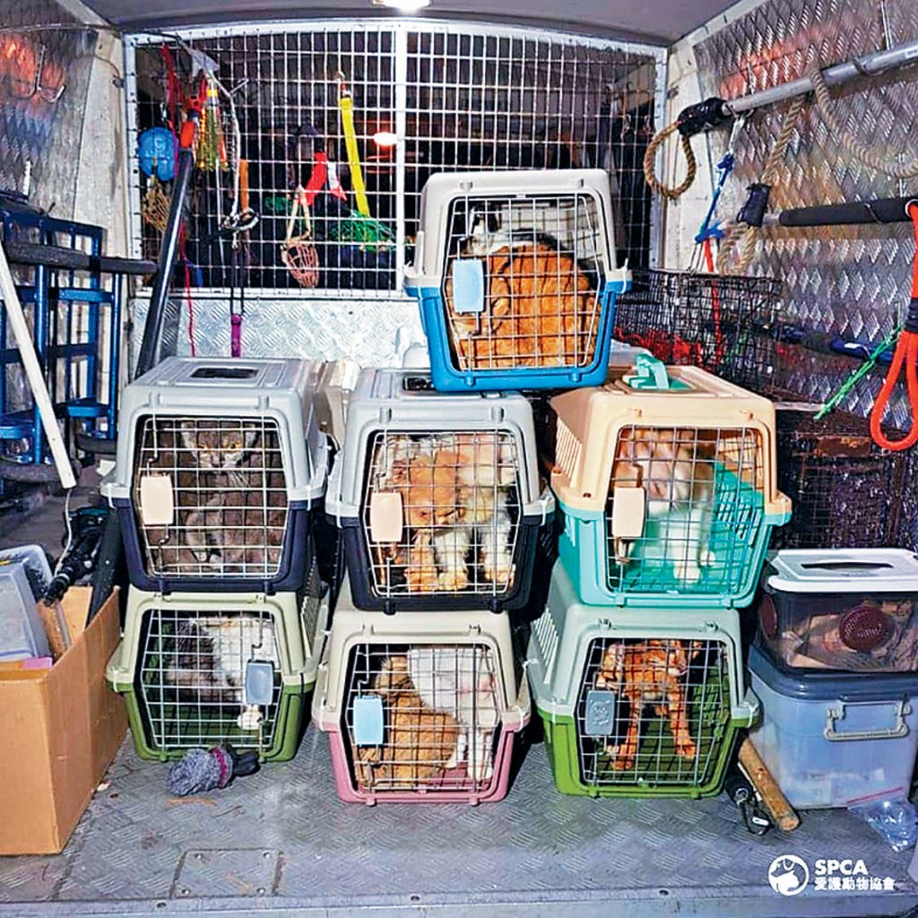 愛護動物協會指過去3日在西貢不同地方發現至少35隻貓被遺棄。