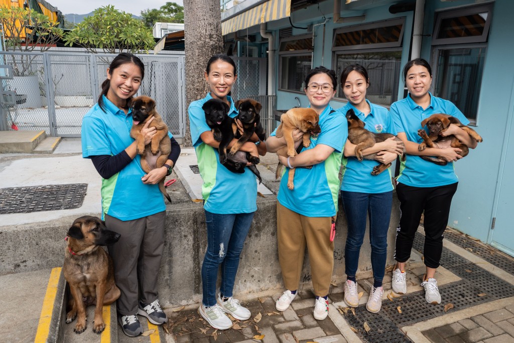 惩教署爱羣义工团辖下的警卫犬队分队，每月恒常前往香港拯救猫狗协会两次，协助训练幼犬。刘骏轩摄