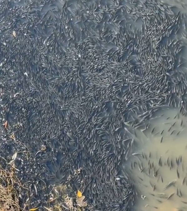溫州一河面密密麻麻佈滿羅非魚。