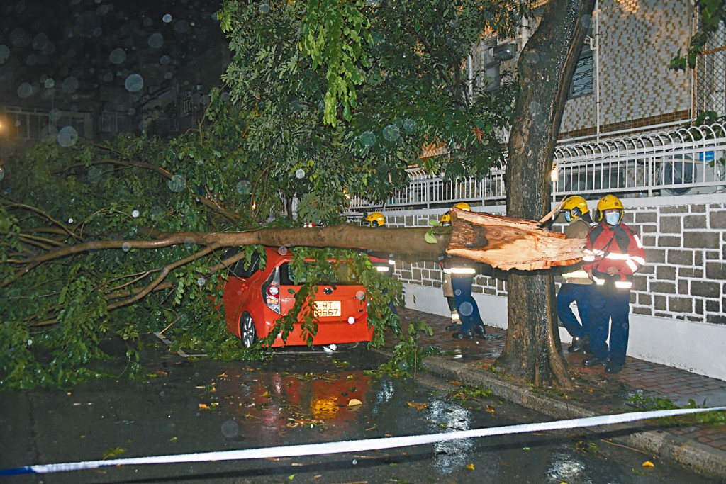 ■九龍塘大樹椏塌下壓中三車。