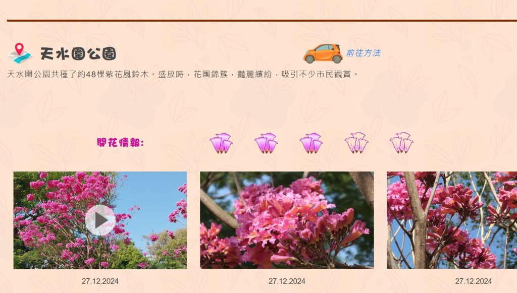 天水围公园盛开的紫花风铃木。康文署网页截图