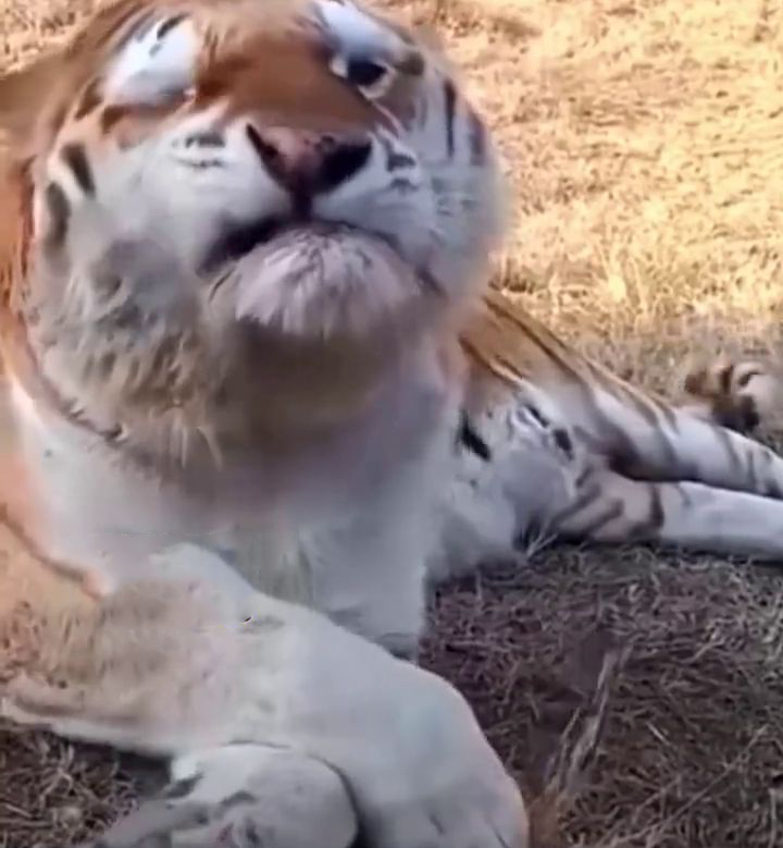 老虎的鼻頭癢癢的，露出趣怪表情。