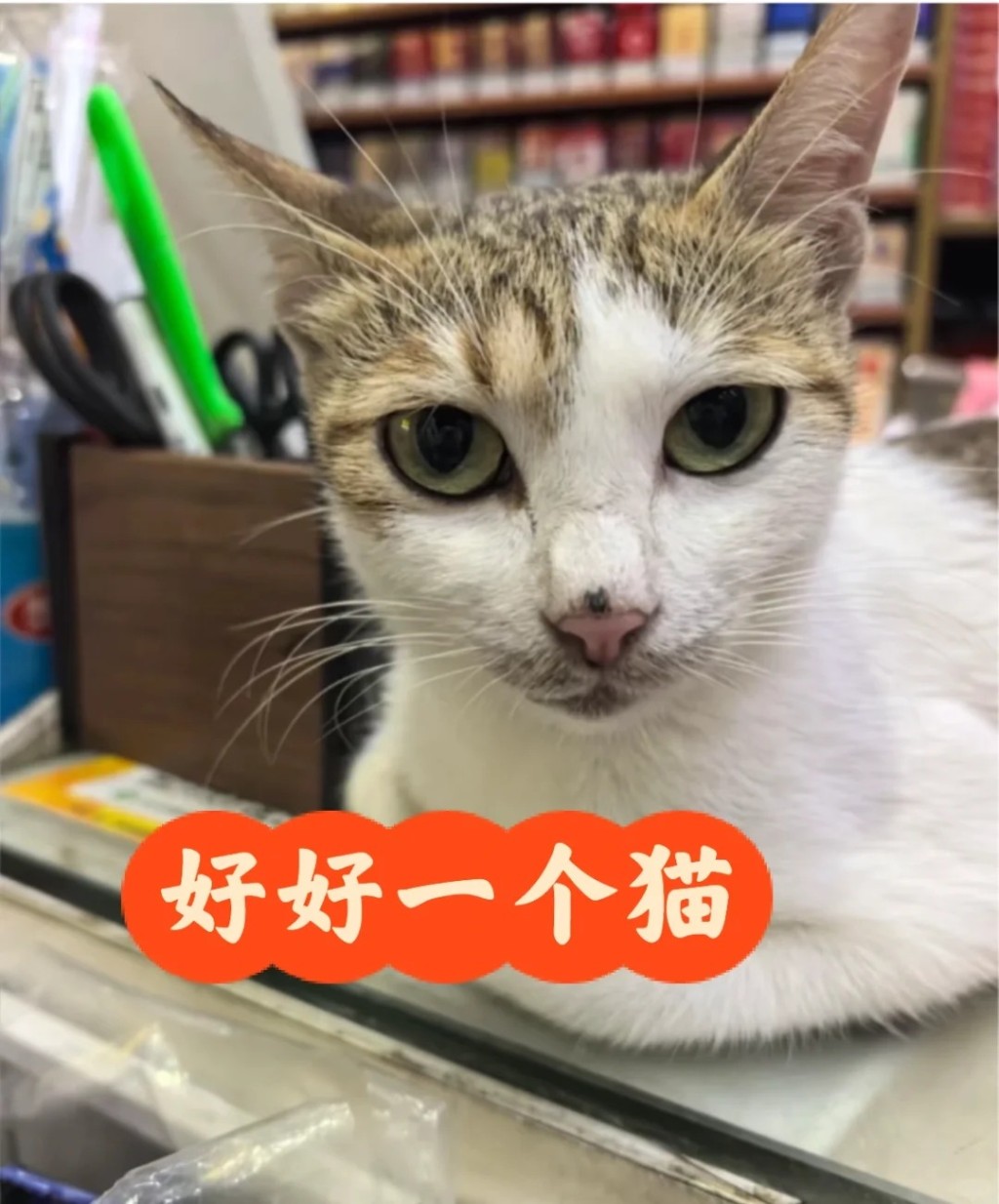 被殘忍虐殺的店貓正處哺乳期。小紅書 被殘忍虐殺的店貓正處哺乳期。小紅書