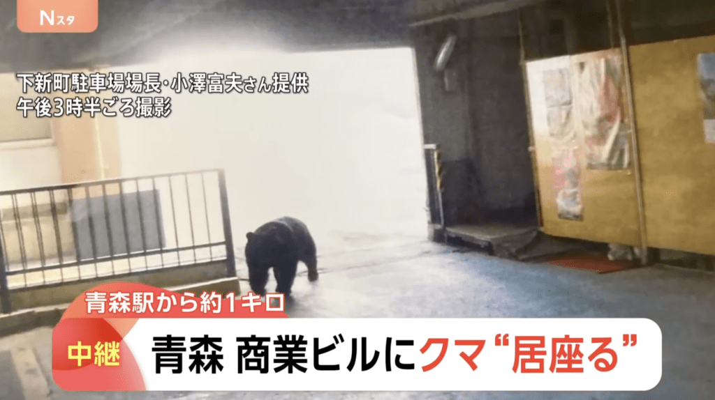 上午7时半，一头熊闯入松山小学体育馆附近，一度踏入校园范围。