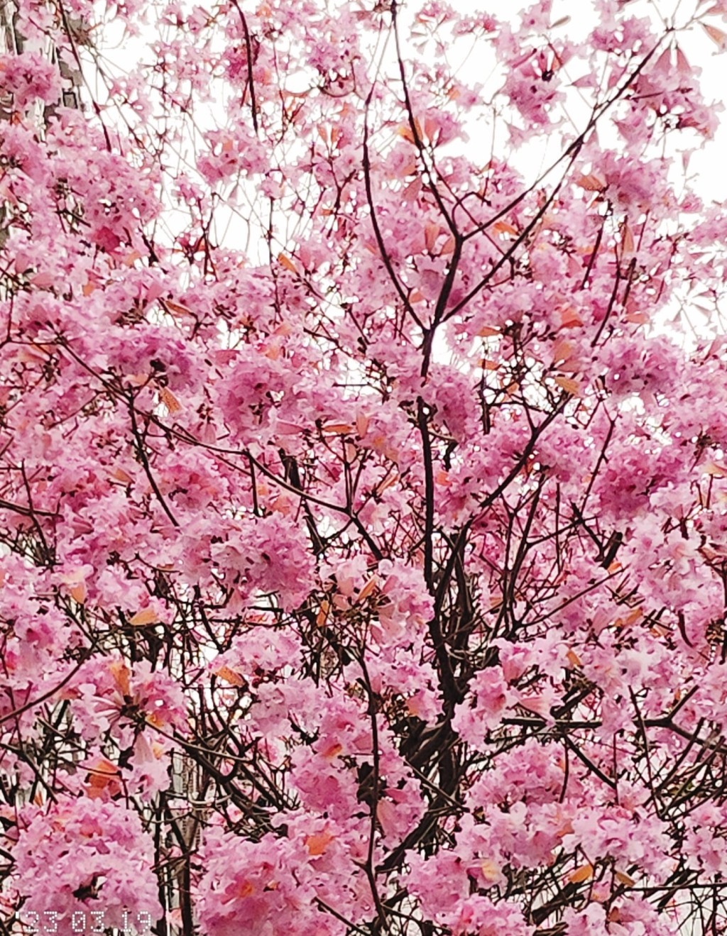 而且不時更有粉紅花瓣遍地。（圖片來源：FB@香港風景分享組 Ada Hung 授權）