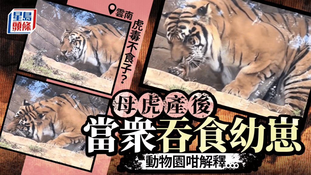 母虎產子後當眾吞食驚呆遊客 雲南動物園咁解釋......｜有片
