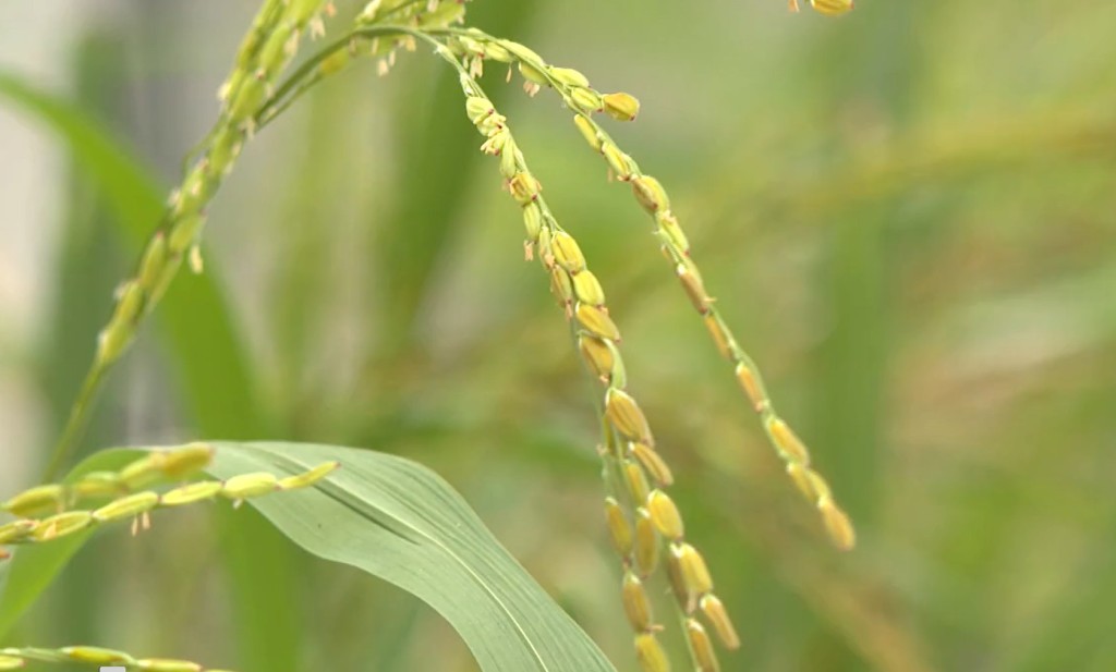 本地稻米「花腰仔」成功復育。政府新聞處影片截圖