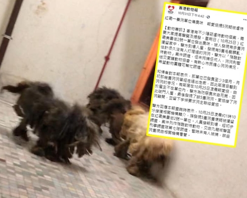 5隻狗狗毛髮髒亂,獨留發臭單位。香港動物報FB