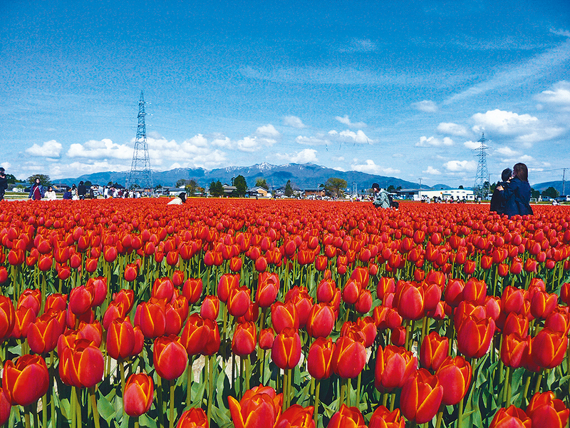 ●新潟縣五泉市每年4月都會舉行鬱金香節。