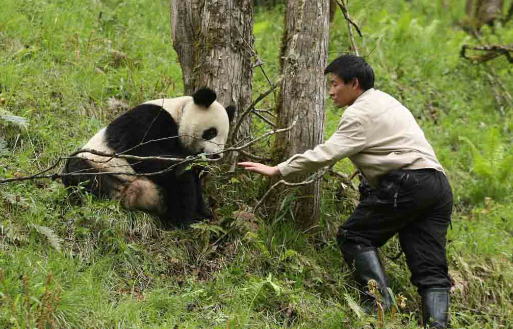 四川臥龍大熊貓自然保護區內，獲救的大熊貓痊癒後，放歸山林。