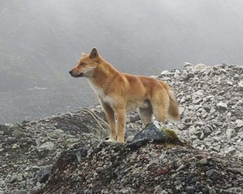 新畿內亞歌唱犬絕跡半世紀後重現。(網圖)