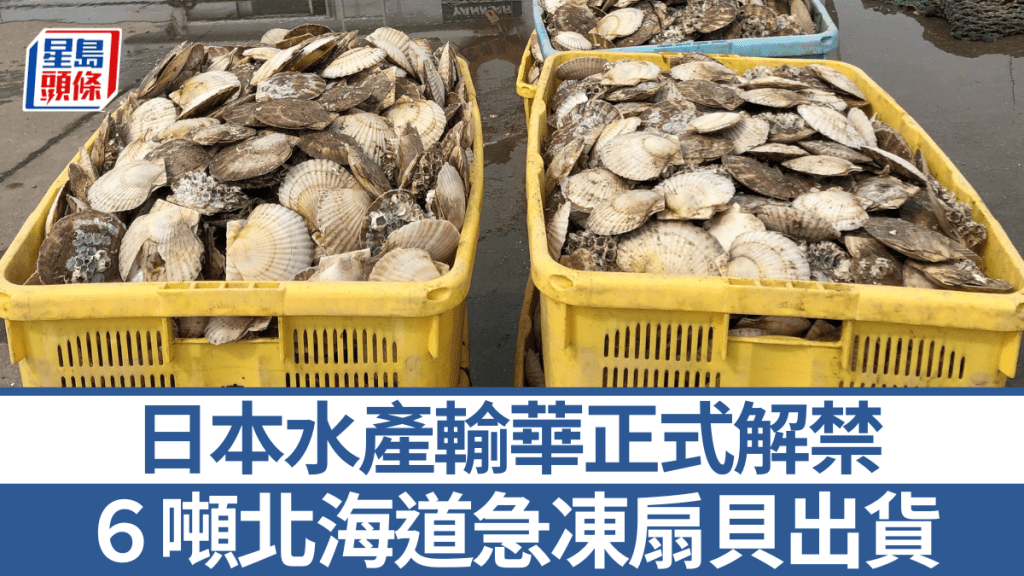 日本北海道盛產扇貝。路透社