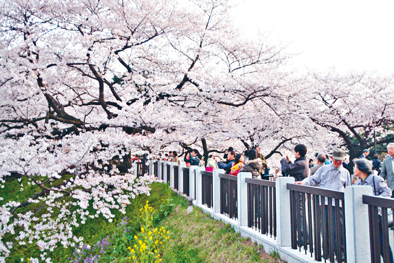 ●千鸟渊一带，在疫情下仍是东京的人气赏樱热点。