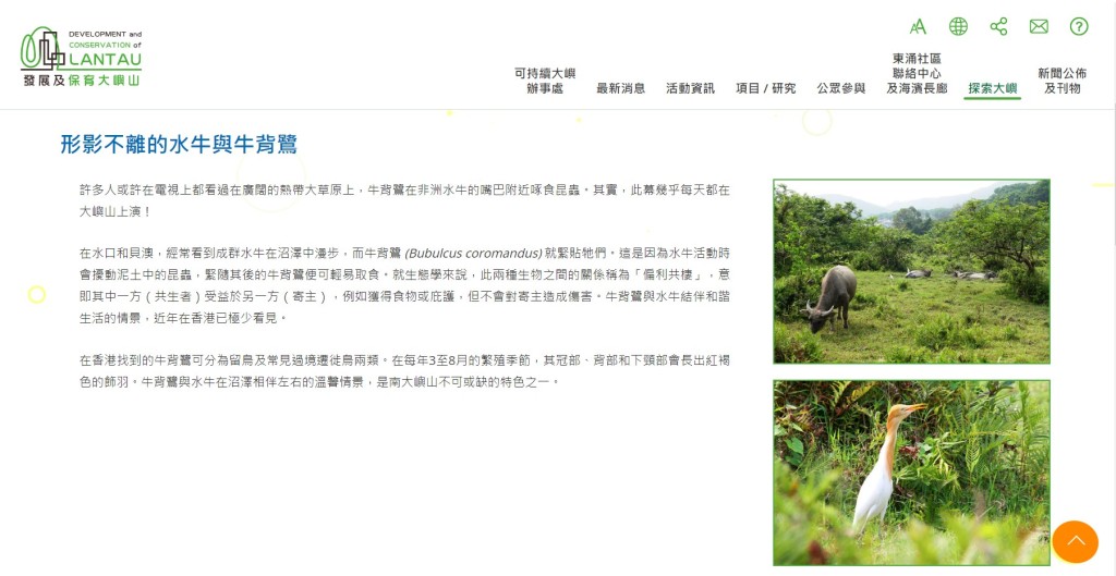 「可持续大屿办事处」网页以「形影不离的水牛与牛背鹭」为题，介绍在大屿山出没的牛背鹭。「可持续大屿办事处」网页截图