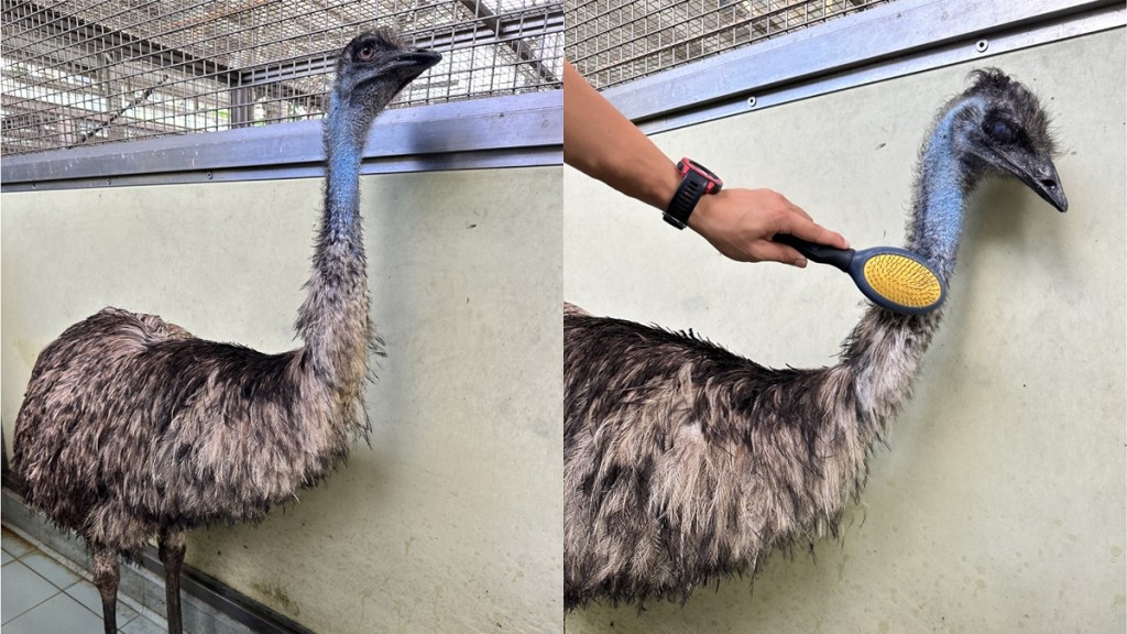 5月天水围走失鸸鹋仍由渔护署照顾 署方正联络伙伴动物福利机构「寻家」 。渔护署facebook图片