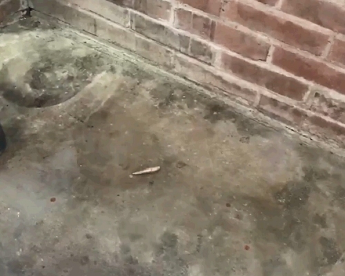 老婦家中客廳地上遺下一顆子彈。