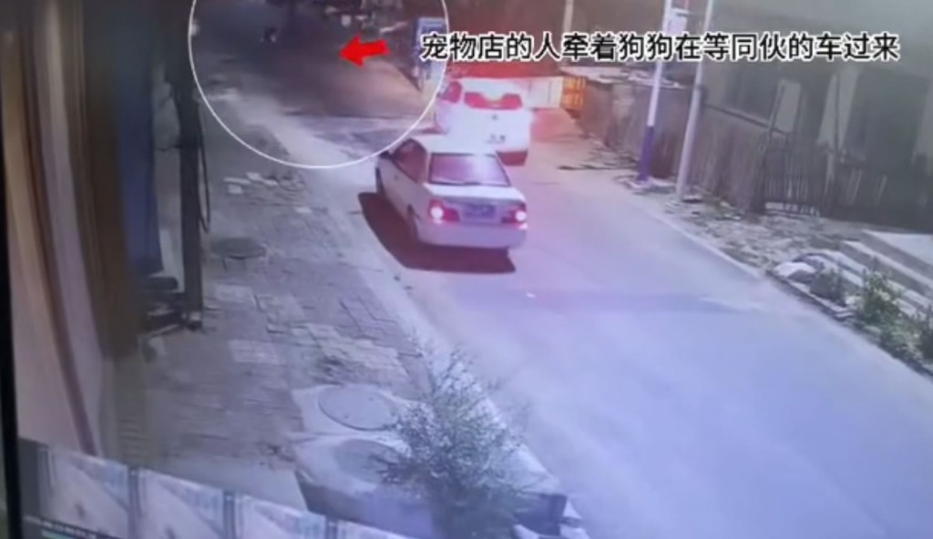寵物醫院將絕育手術失敗的「大富」用車撞死，引起公憤。抖音＠梧桐