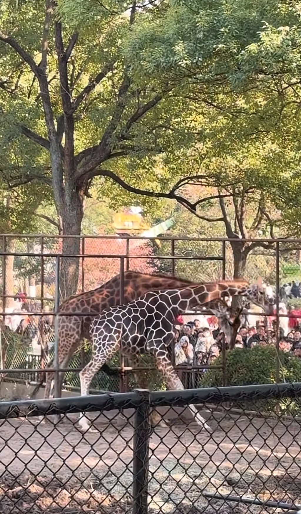 南京動物園長頸鹿打架上演「自由脖擊」。抖音@Swag