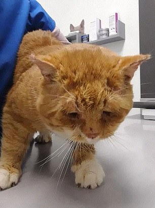 救猫组织指牠是遭人弃养的。（FB图）