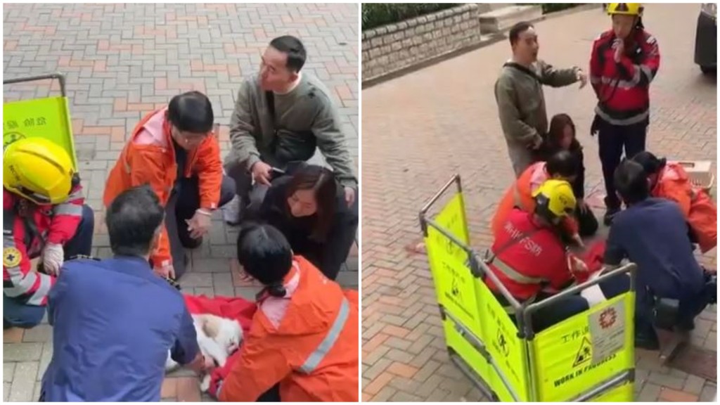 白貓咪墮樓慘死。讀者提供影片截圖