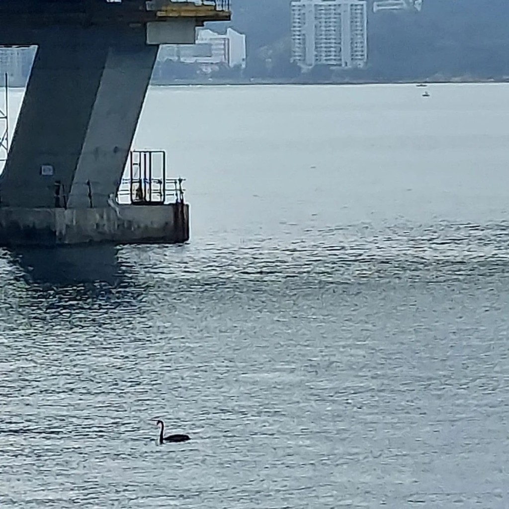 將軍澳有居民周六在日出康城對開海面發現一隻黑天鵝在海中游走。fb「將軍澳主場」群組圖片