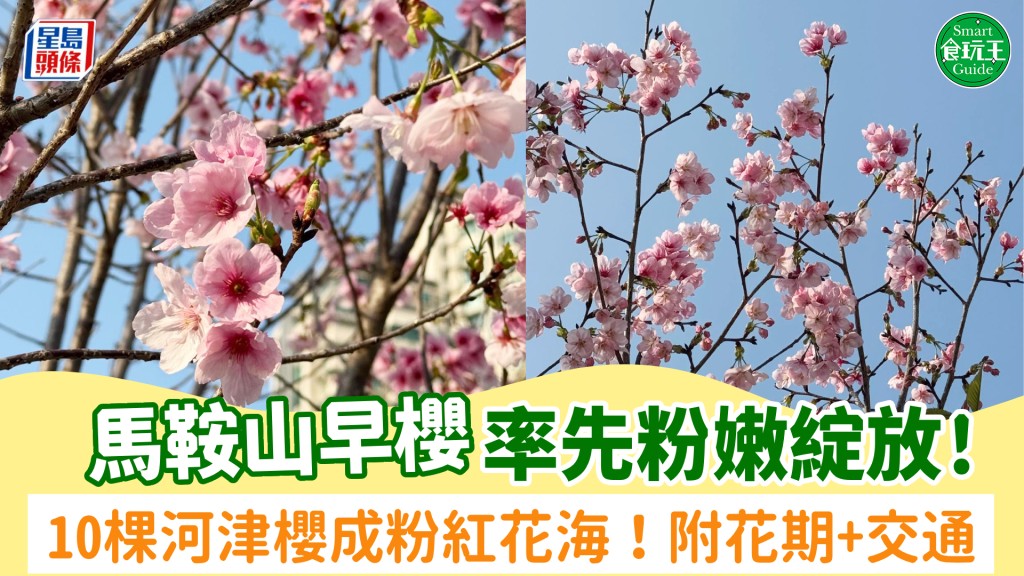 馬鞍山櫻花2026｜河津櫻率先粉嫩盛放成粉紅花海！附櫻花花期＋交通方式