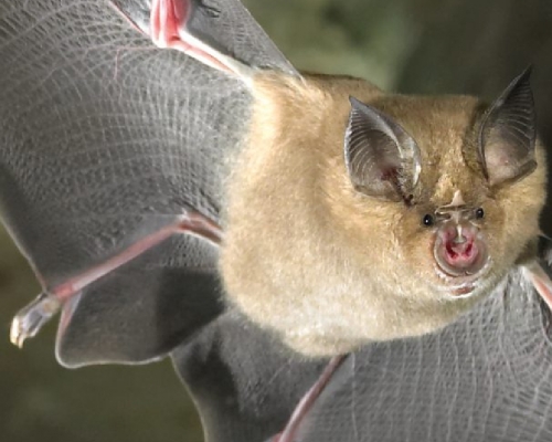 早前有科學雜誌刊登研究，指老撾石灰岩洞內的蝙蝠，身上帶有與新冠病毒最接近的冠狀病毒。網上圖片
