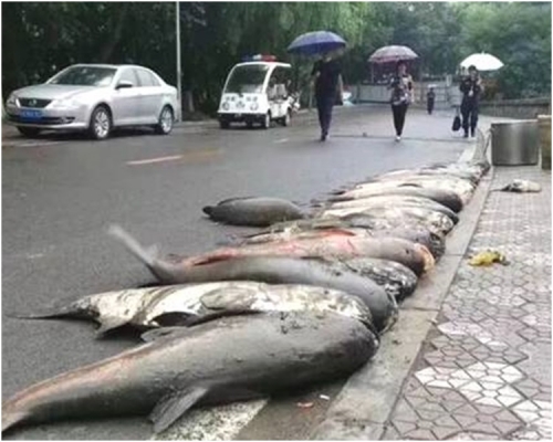 一條條大魚被排排在路邊。網圖