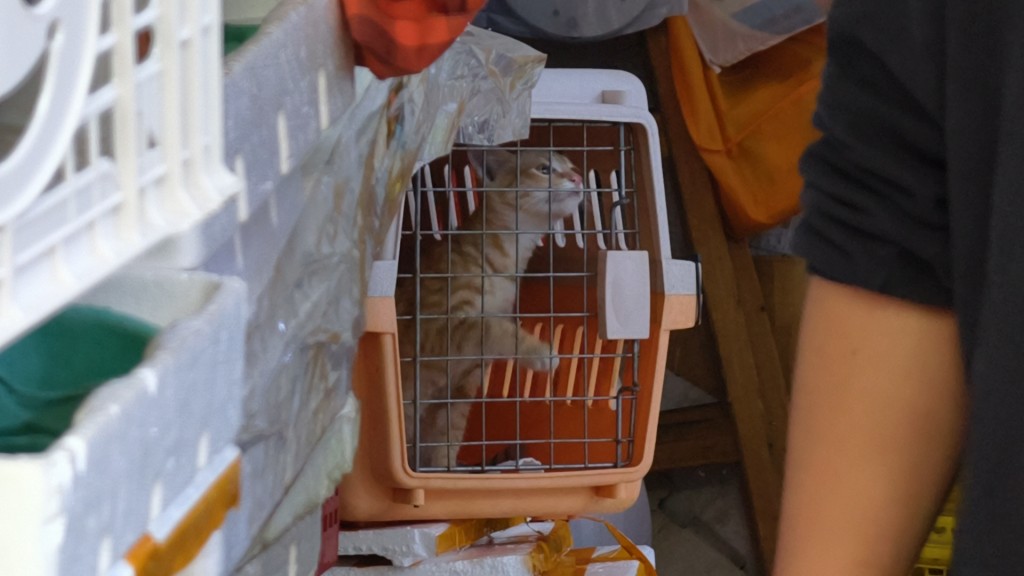 貓貓健康良好。黃文威攝