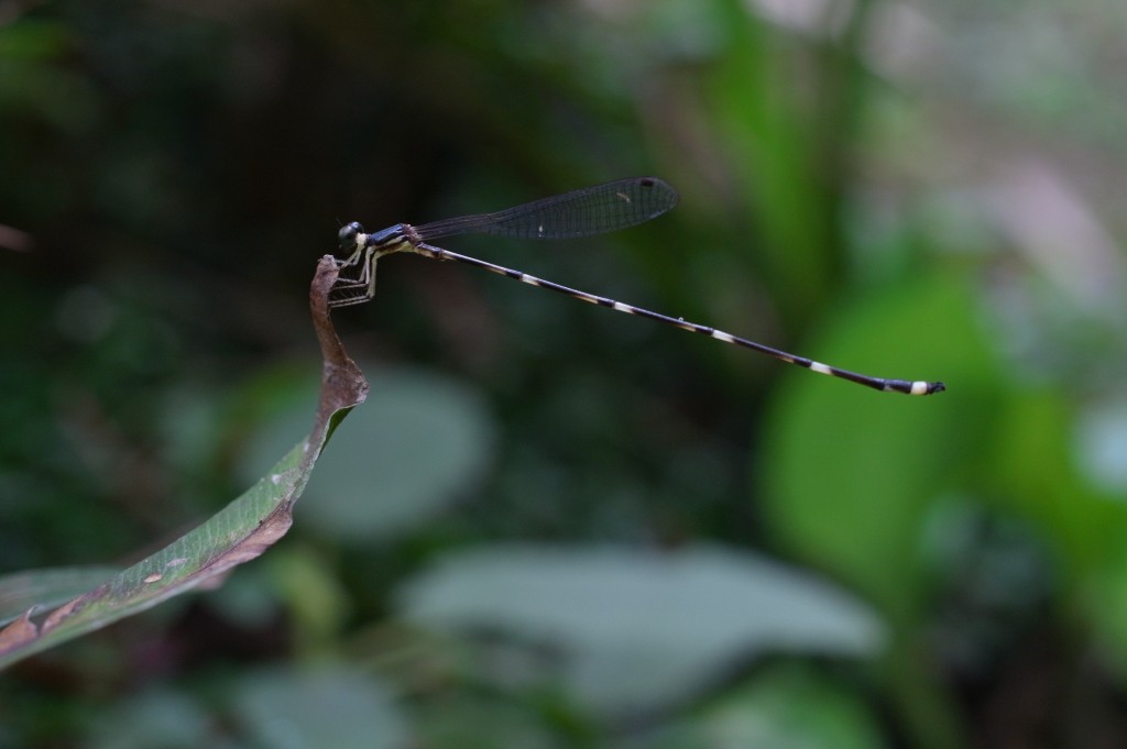 黄颈原扁蟌。 绿色力量图片