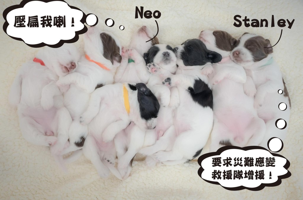香港消防處與香港海關早前再度合作，並於去年11月順利繁殖出8隻史賓格幼犬。消防處fb
