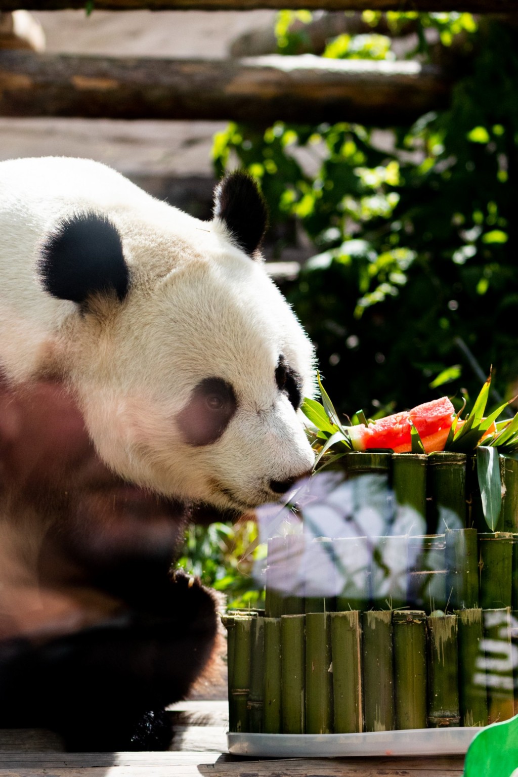旅居俄羅斯的大熊貓「如意」和「丁丁」品嘗美食。 新華社圖