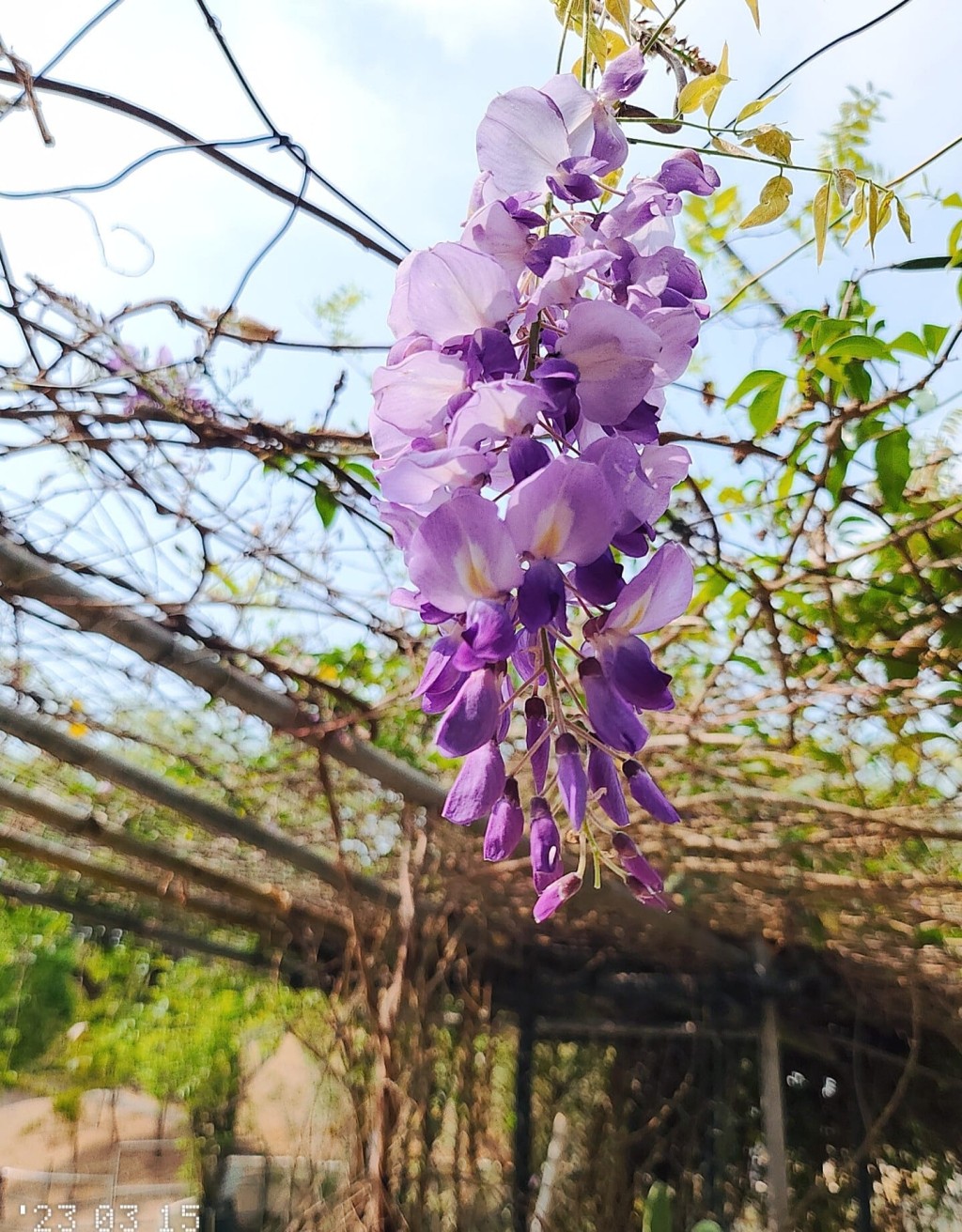 紫藤花開滿整個藤架。（圖片來源：FB @ 「香港風景分享組」 Ada Hung授權）