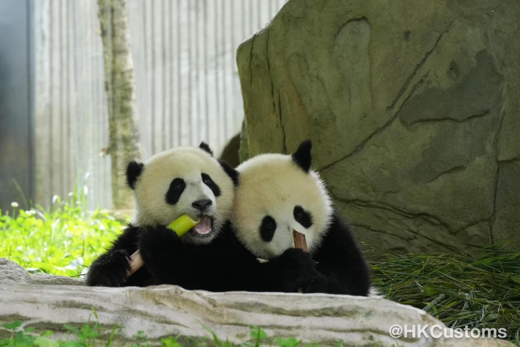 在今次旅程中，会员有幸与大熊猫近距离接触。香港海关facebook图片