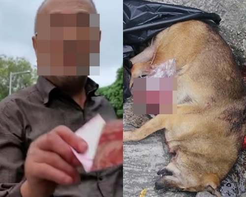 據報，元朗老翁挖狗屍內臟圖帶走。 香港動物報FB圖