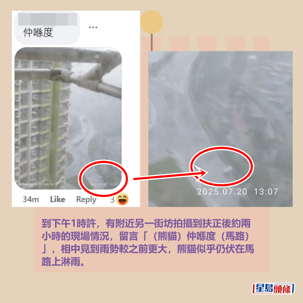 到下午1時許，有附近另一街坊拍攝到扶正後約兩 小時的現場情況，留言「（熊貓）仲喺度（馬路） 」，相中見到雨勢較之前更大，熊貓似乎仍伏在馬 路上淋雨。fb「將軍澳主場」截圖