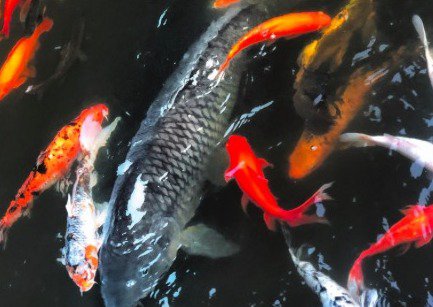 據了解，「莽子」已被吃掉。網圖