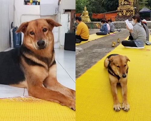 太和泰國寺「守護神犬」Pepsi神秘失蹤。 香港太和泰國寺FB 圖片