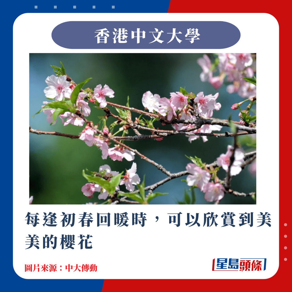 香港10大赏樱热点｜每逢初春回暖时，可以欣赏到美美的樱花