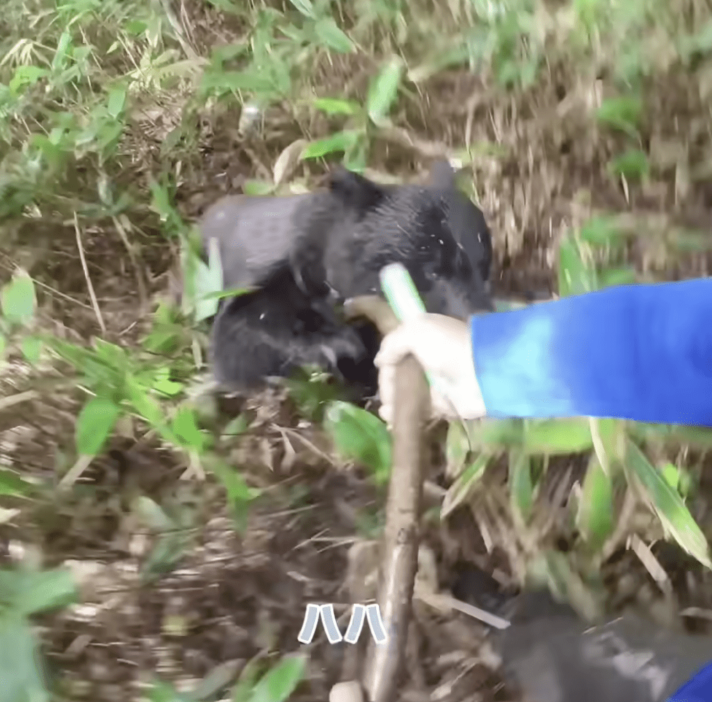 根据佐藤提供的录像片段，在生死攸关的关头，佐藤随手挥动当时充当行山杖的一根1.6米长木棒，拼尽全力与母熊搏斗。