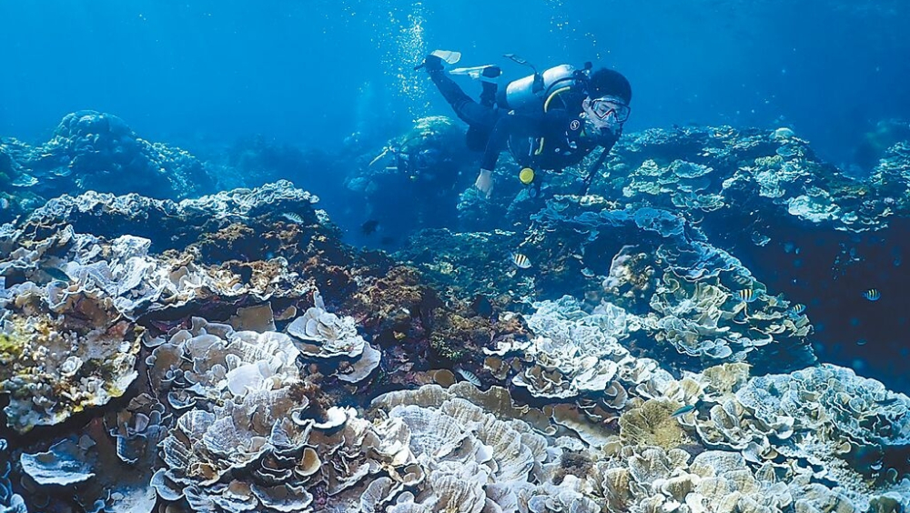 潛水活動者觀察到墾丁、小琉球珊瑚白化嚴重，規模恐怕超過2020年。 中時
